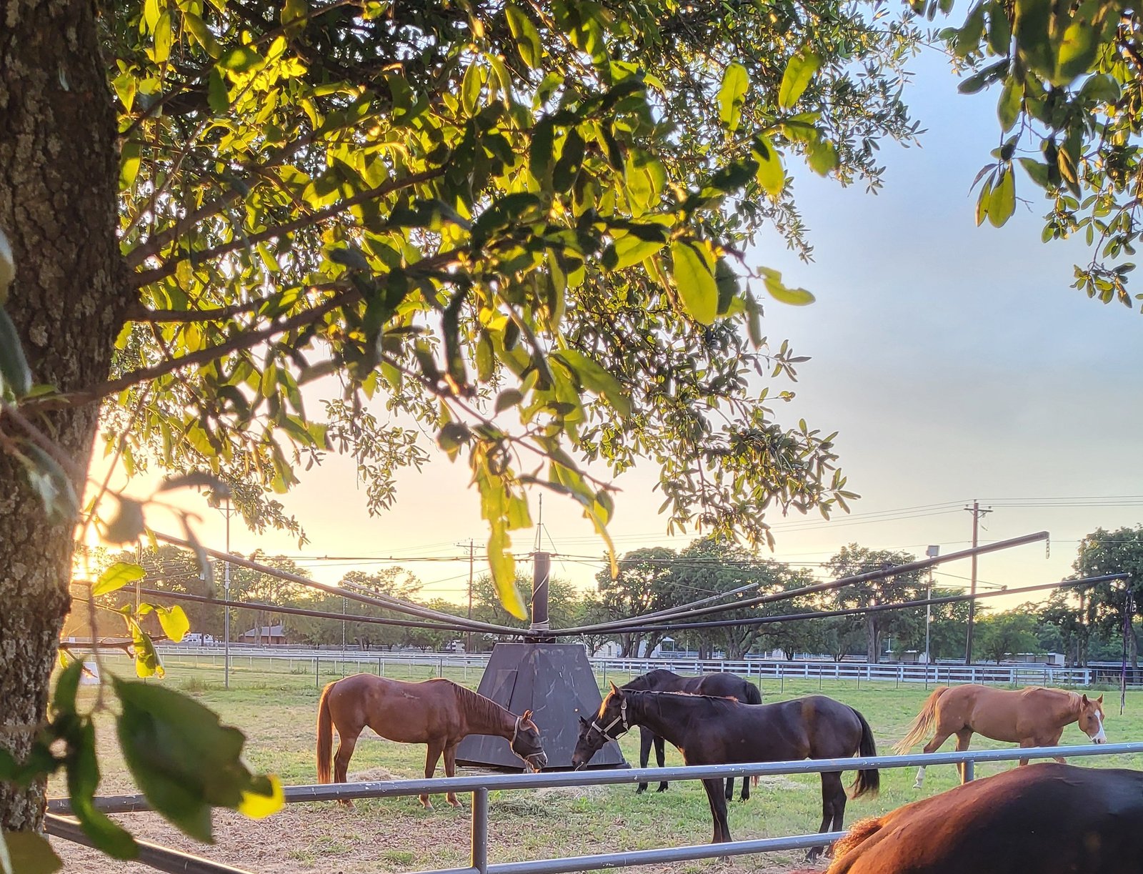 Embryo Transfer & Recipient Mares