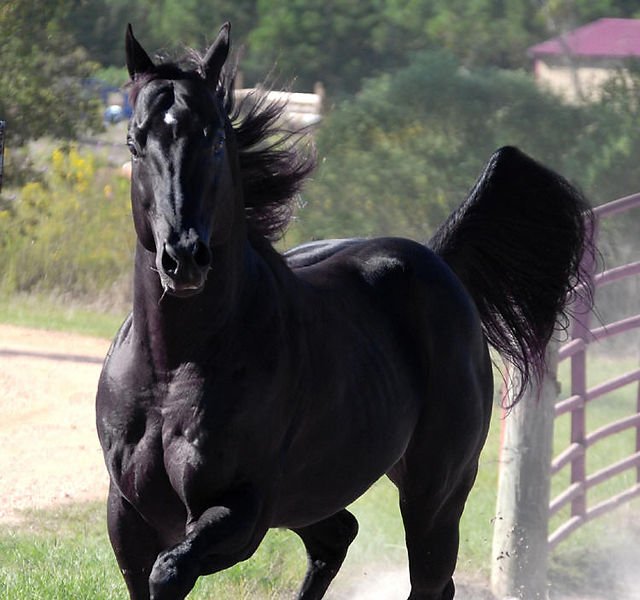 PERKS MASTER