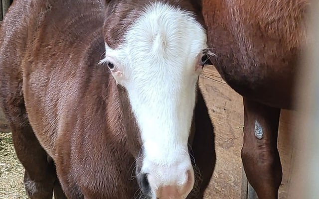 Veterinarian performing a reproductive ultrasound exam on a mare at Vita Nova Reproduction Center