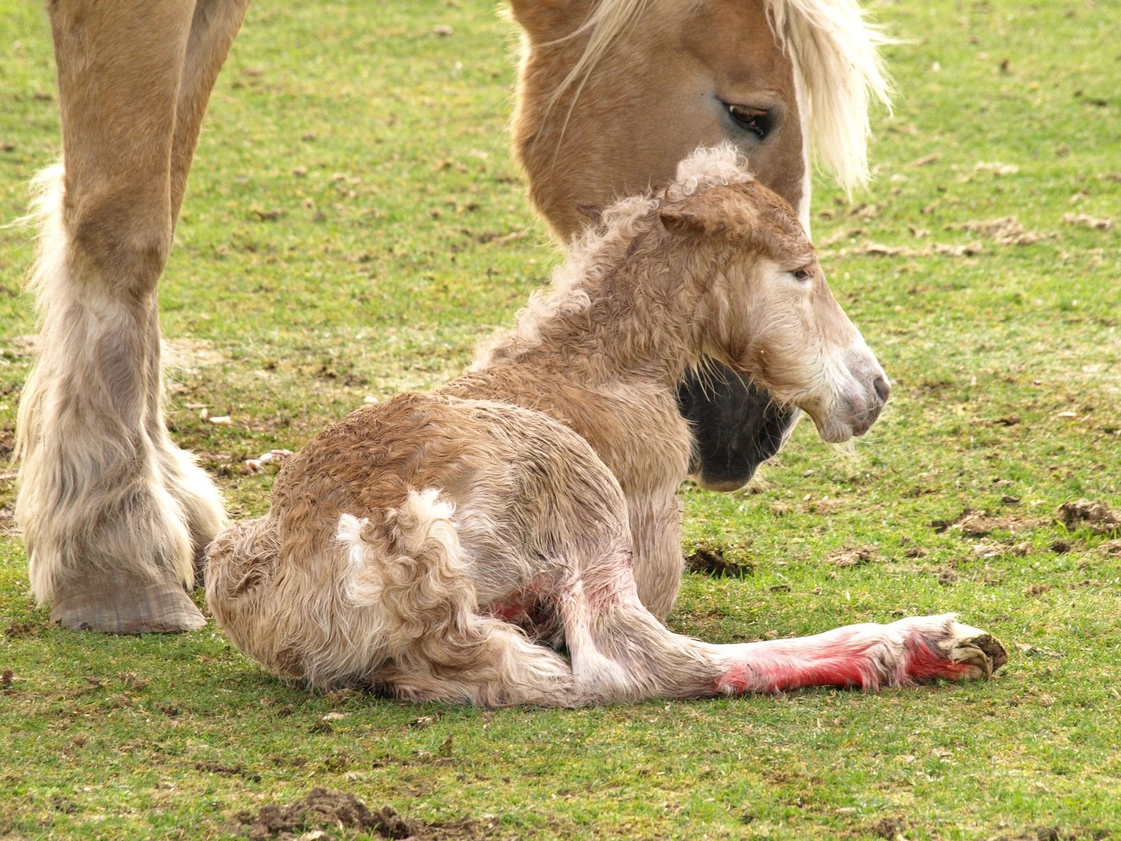 Foaling & Neonatal Care