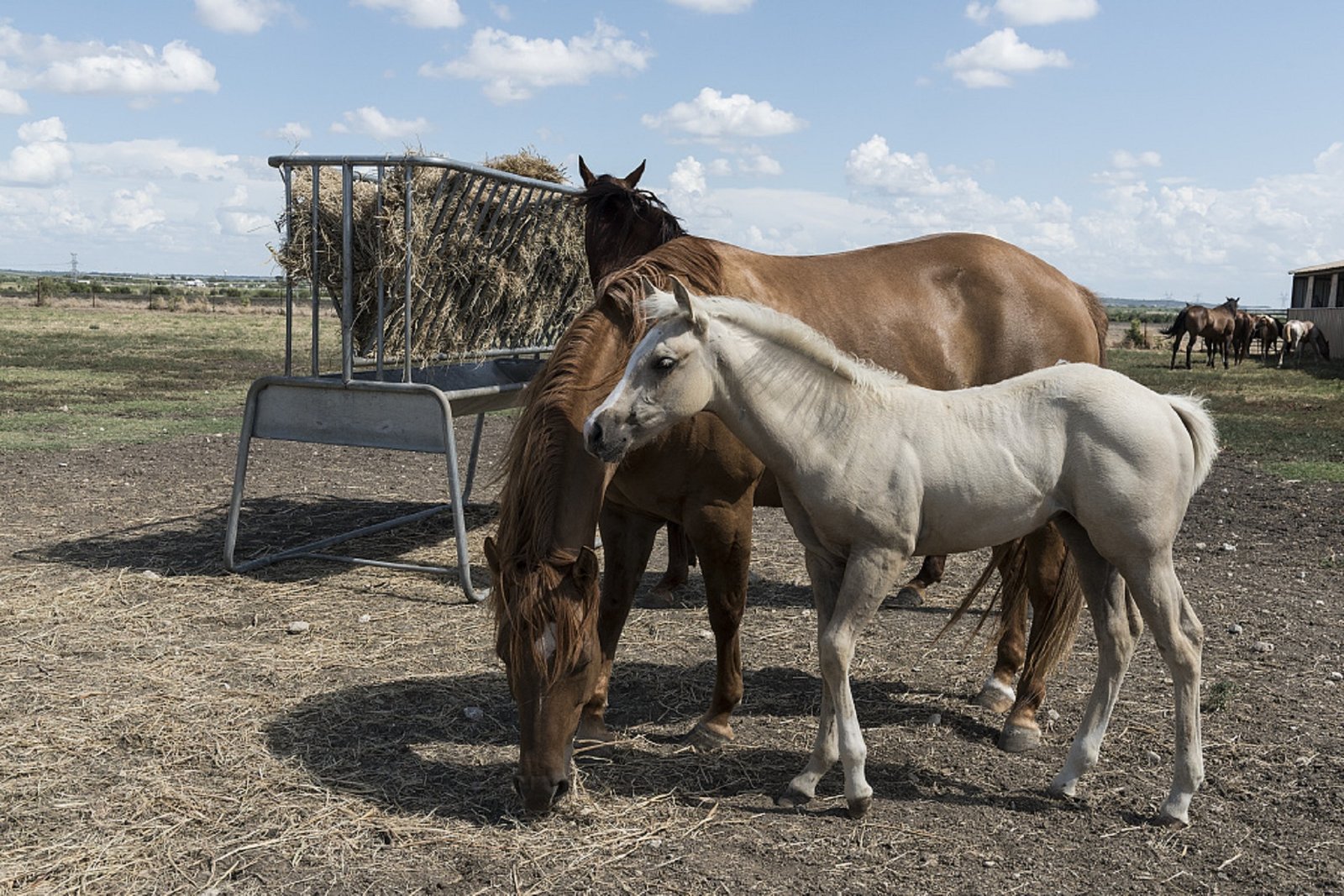 Quarter Horse Portrait
