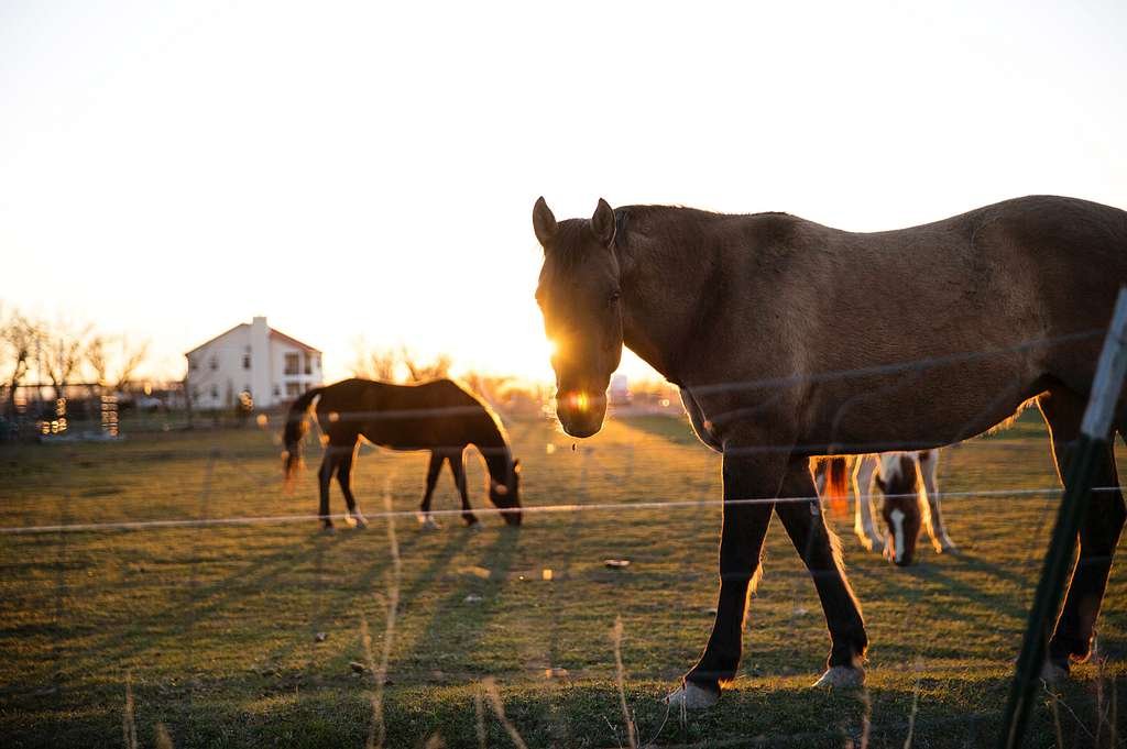 Open Pastures