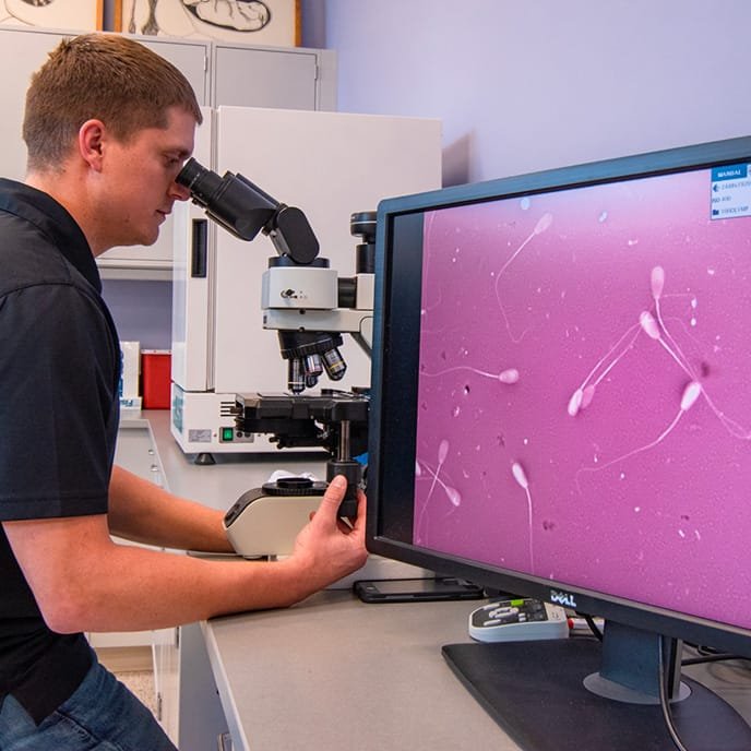 Artificial Insemination (AI) at Vita Nova Reproduction Center