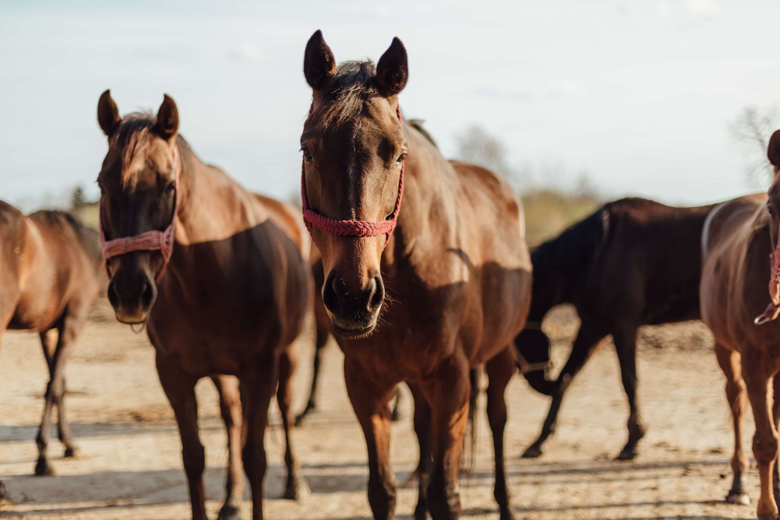 Stallion Collection & Semen Services at Vita Nova Reproduction Center