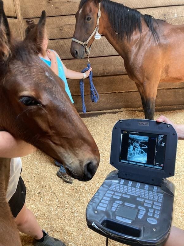 Mare Reproductive Management at Vita Nova Reproduction Center